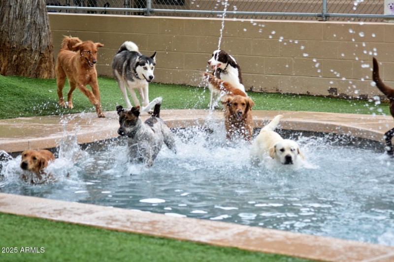 Dive into Swim Time at Applewood Pet Res