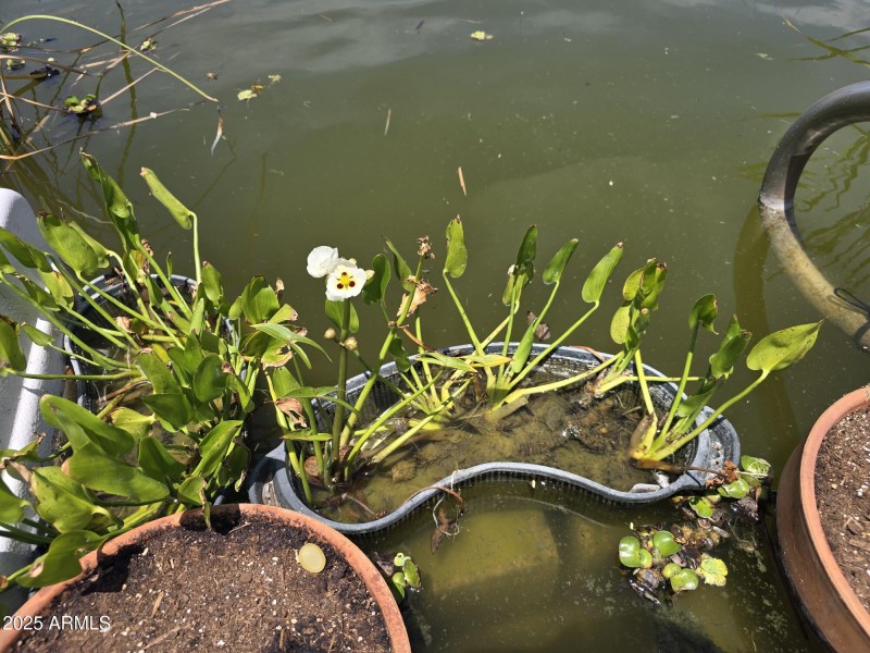 Pond 1