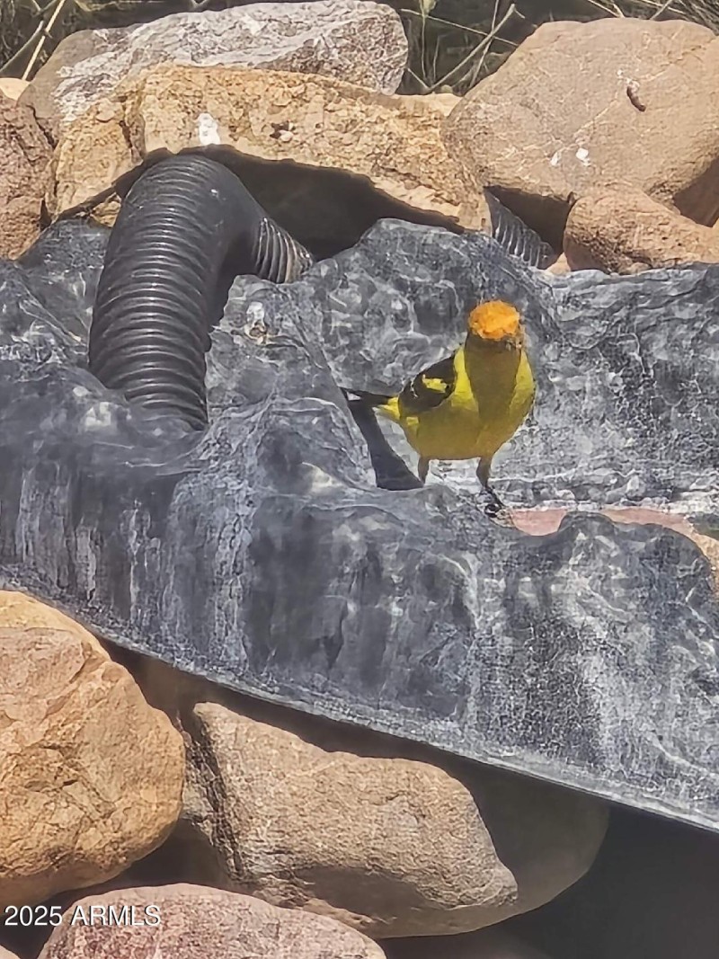 Pond 4 Bird