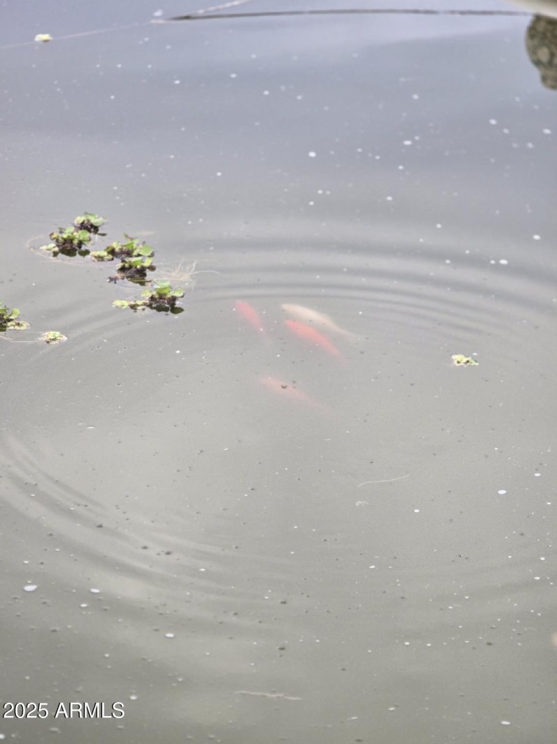 Pond 5 Coy