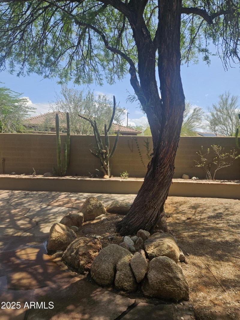 Back Yard 4
