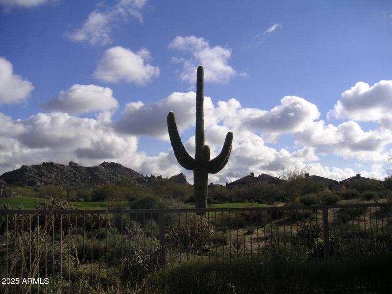 Lone Cactus on 13