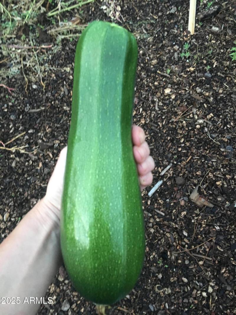 Zucchini