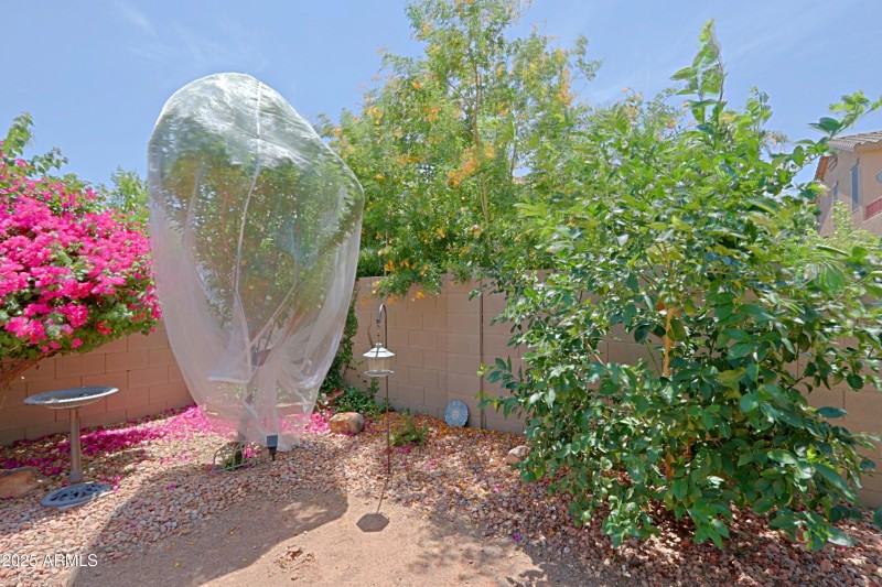 Backyard 5