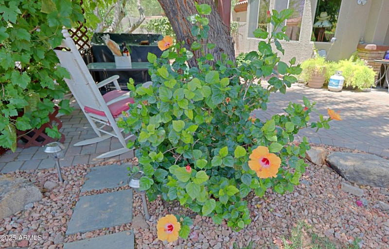 Backyard 9