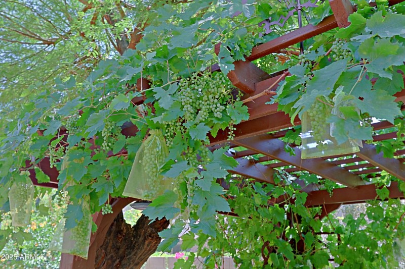 Backyard 12