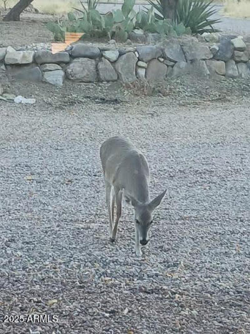 The deer came to visit