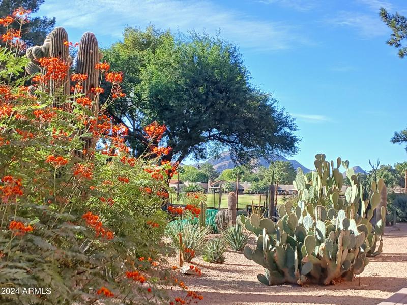 Gorgeous Cactus Garden