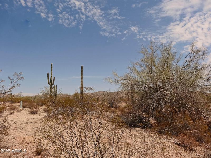 Bring Your Toys & Critters!