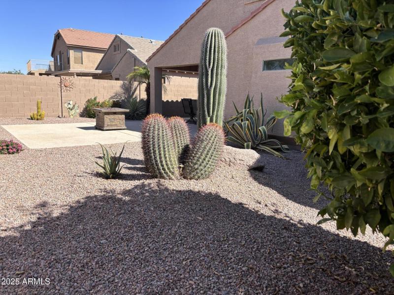 Desert Landscaping