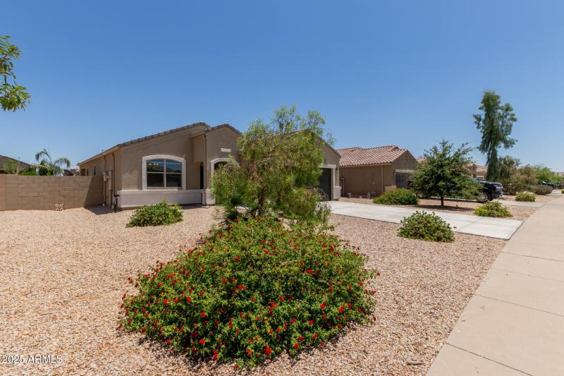 05 - Sunflower 11303