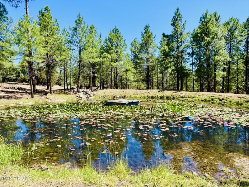 Private pond with fish