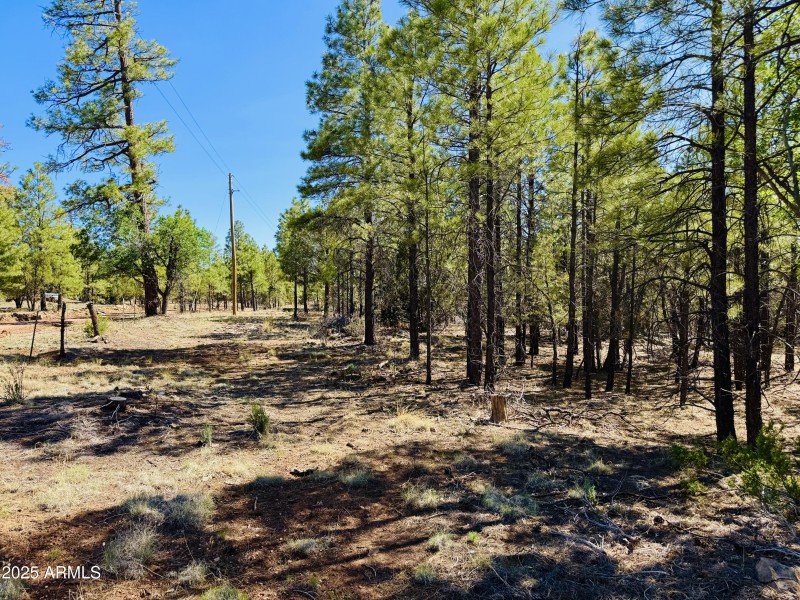 Beautiful pines extra lots