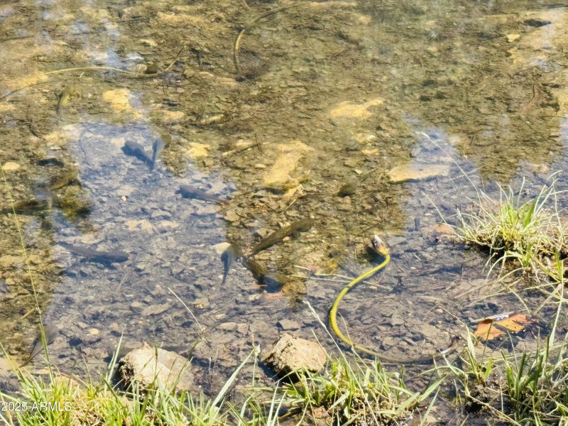 Fish and frogs in pond