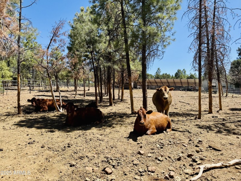 Livestock Can be included