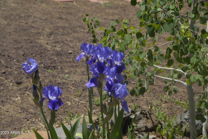 In Bloom