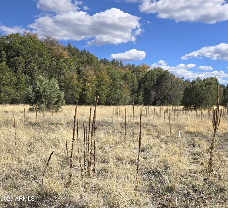 Septic Leach Field in Meadow