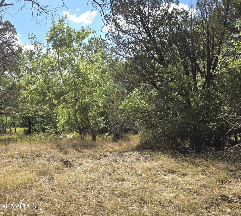 West Tree Line by Easement Rd