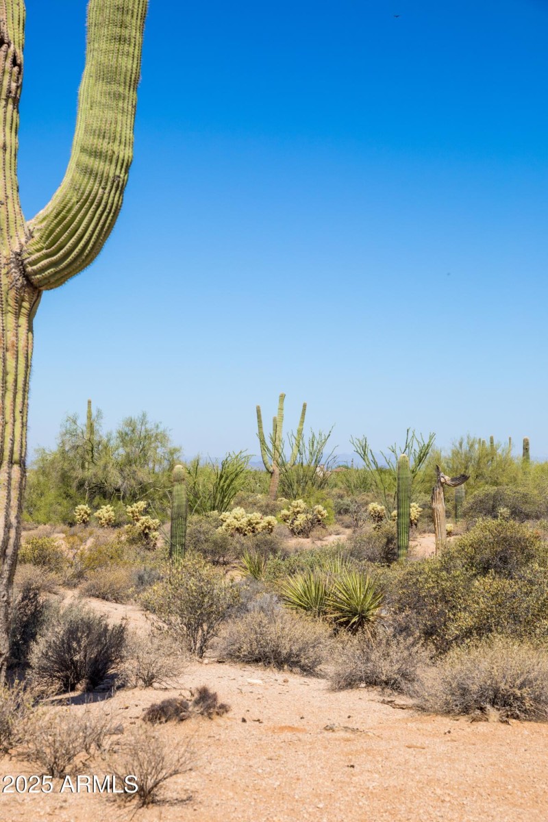 Beautiful Desert Vegetation