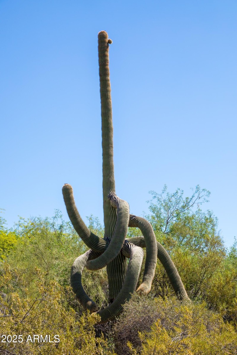 Mature Saguaros