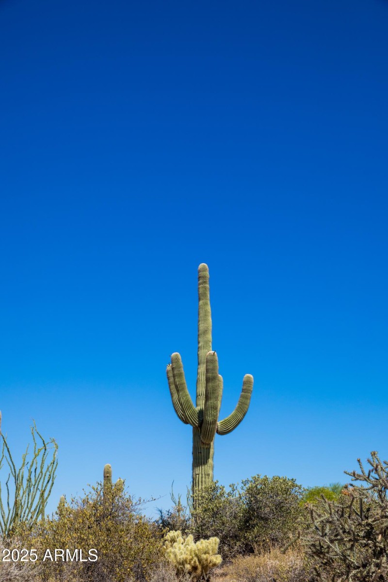 Beautiful Saguaros