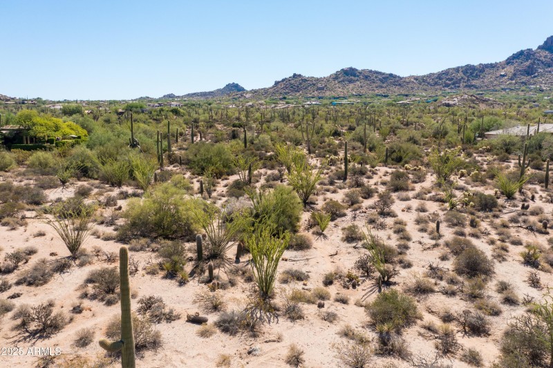 Forest of Saguaros