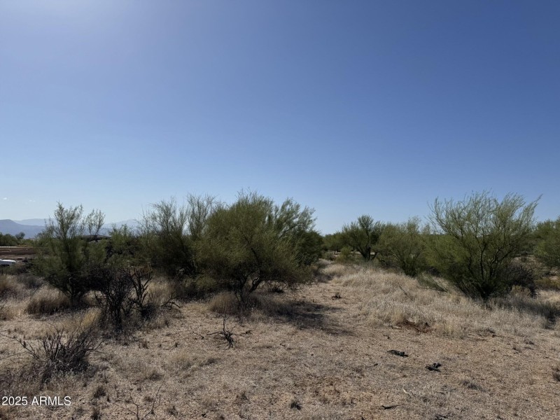 Desert Vegetation