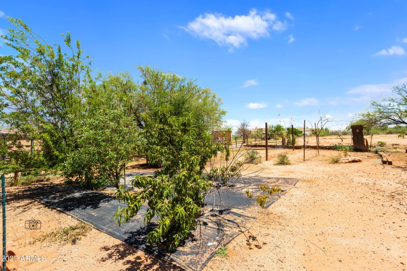 Fruit Trees