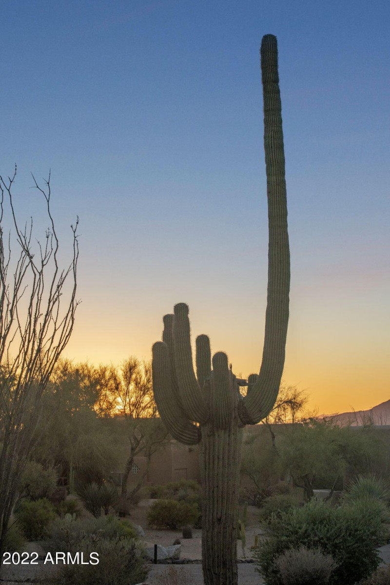 Desert Landscaping