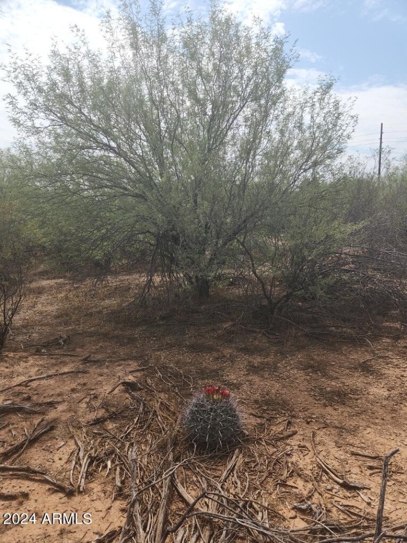 Barrel Cactus
