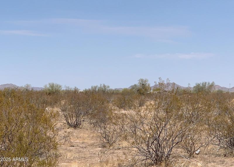Native Desert Vegetation!