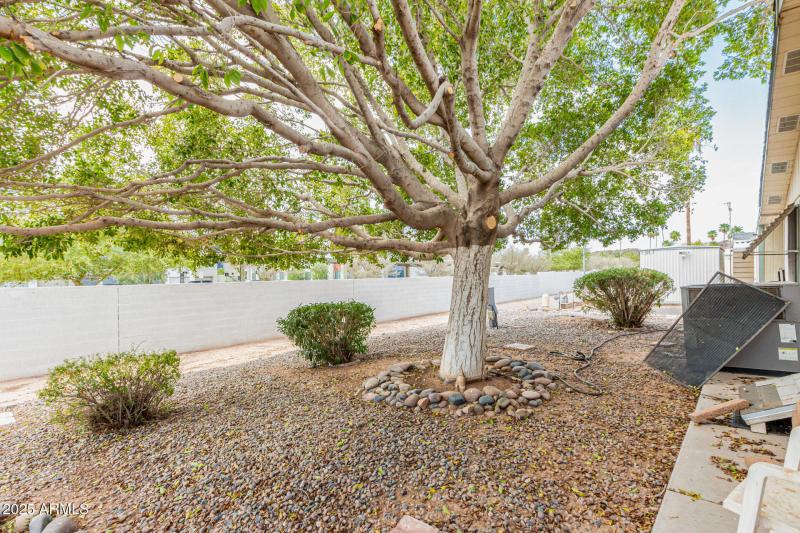 Recent trimmed shade Ficus Tree in back