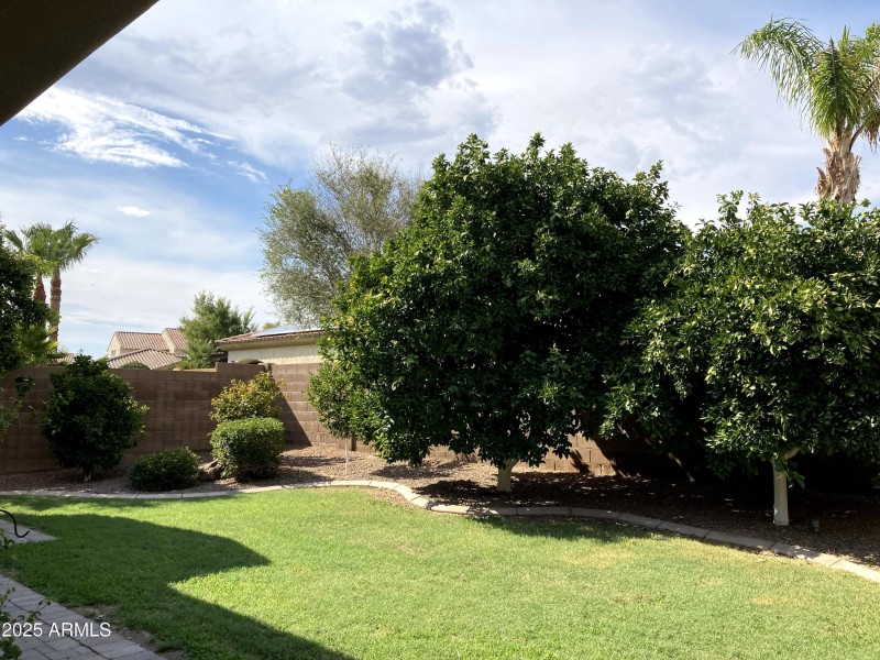 Backyard 3