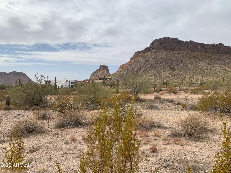 Pristine Desert Vegetation!