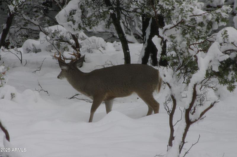 Snow Elk