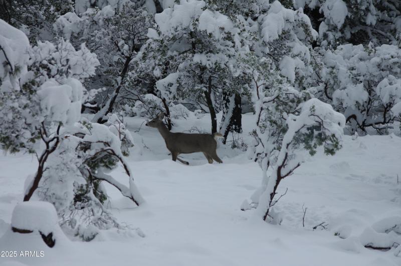 Deer Snow2