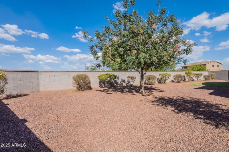 46-web-or-mls-Tulip-46