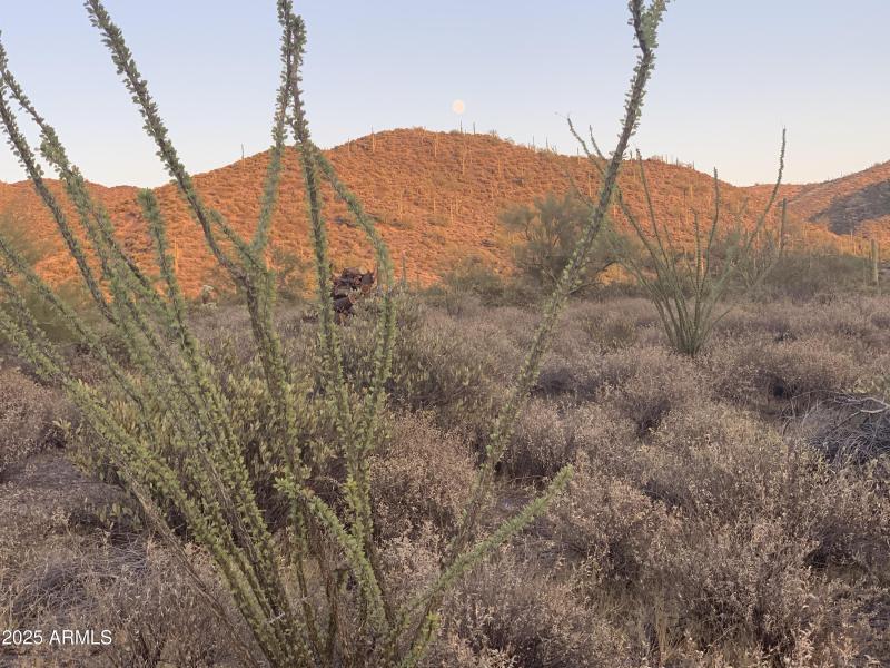 Desert Fauna
