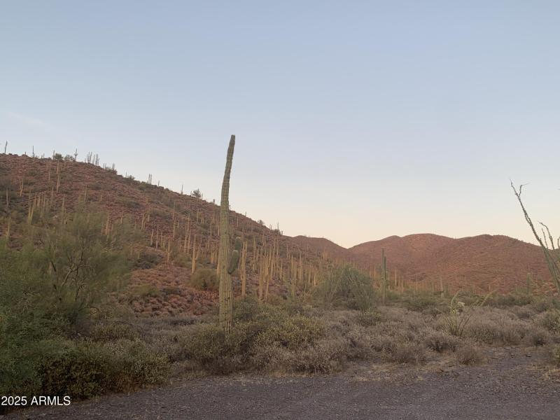Saguaro Lined Road