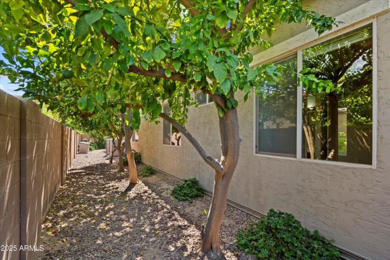 Fruit Trees