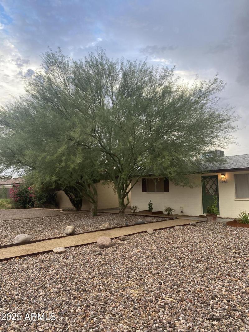Mature shaded Palo Verde