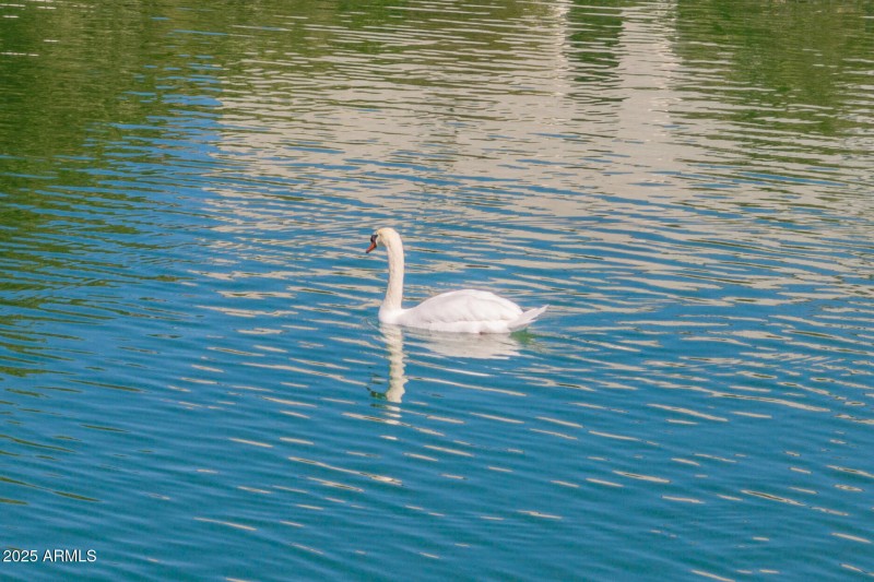 10116 W Bolivar Dr (aerial)-14