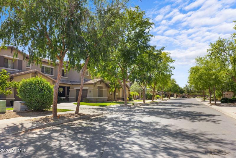 Tree Lined Streets