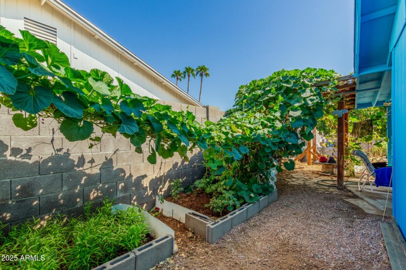 28 - Nopal