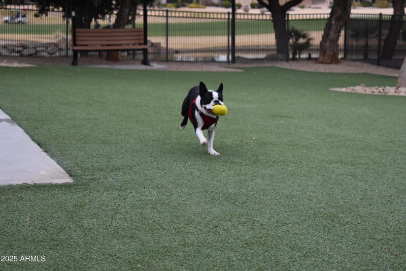 Pet Park