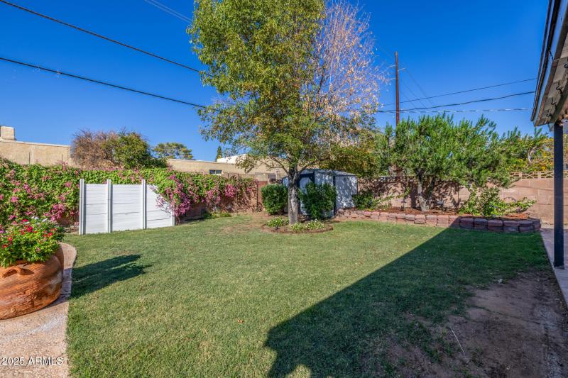 Backyard with greenery