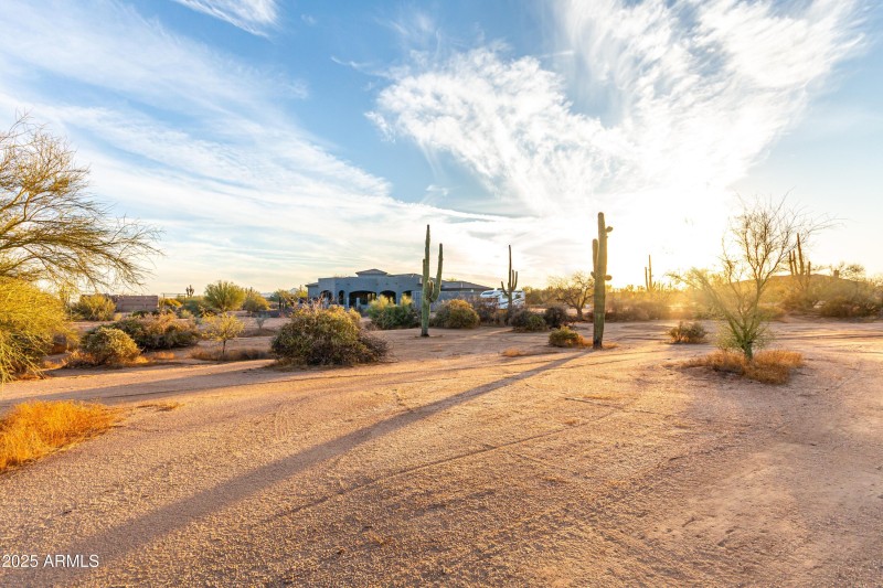 Mature Saguaros