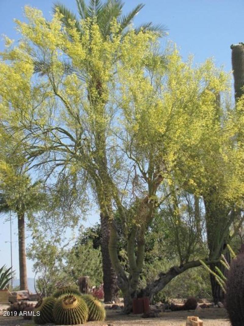 palo verde