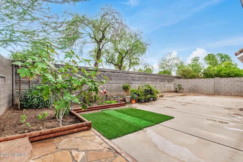 Back yard
