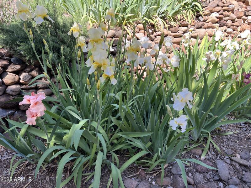 Mature Iris Garden